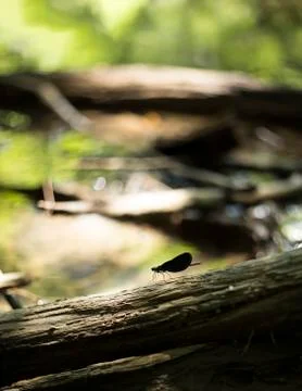 Damselfly Foto stock