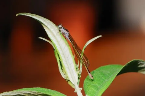 Damselfly Stock Photos