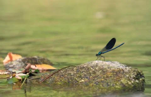 Damselfly Stock Photos