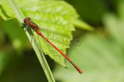 Damselfly Stock Photos