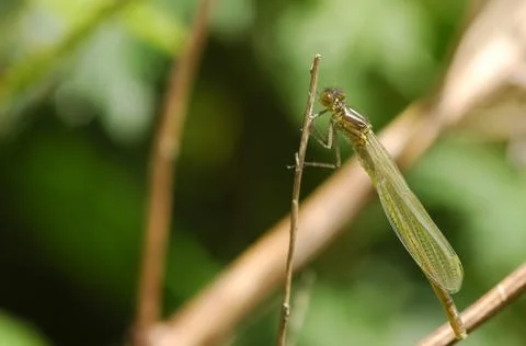Damselfly Stock Photos