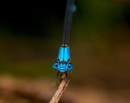 Damselfly Stock Photos
