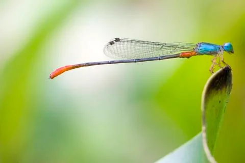 Damselfly Stock Photos