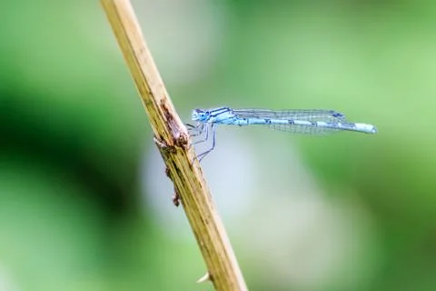 Damselfly Stock Photos