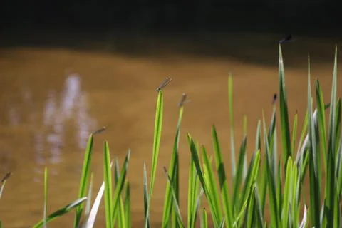 Damselfly Stock Photos
