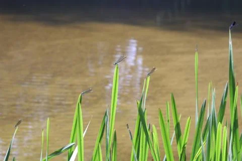 Damselfly Stock Photos
