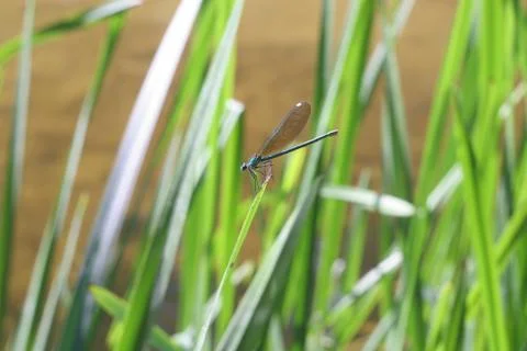 Damselfly Stock Photos