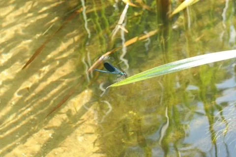 Damselfly Stock Photos