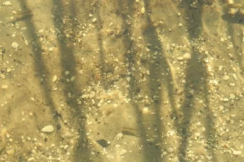 Damselfly Stock-Fotos