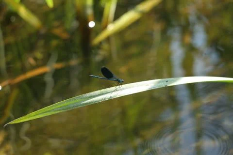 Damselfly Stock Photos