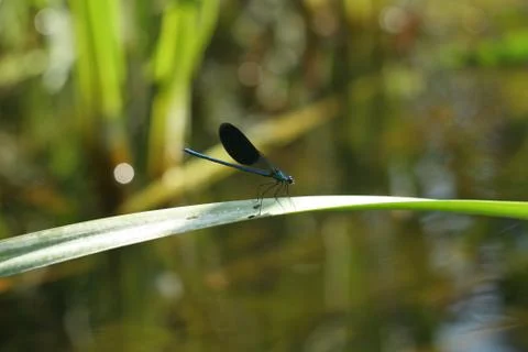 Damselfly Stock-Fotos
