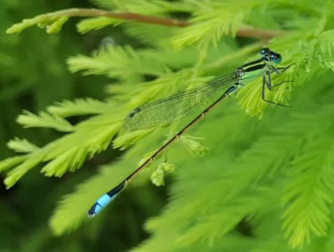 Damselfly Stock Photos