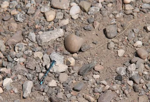 Damselfly. Stock Photos