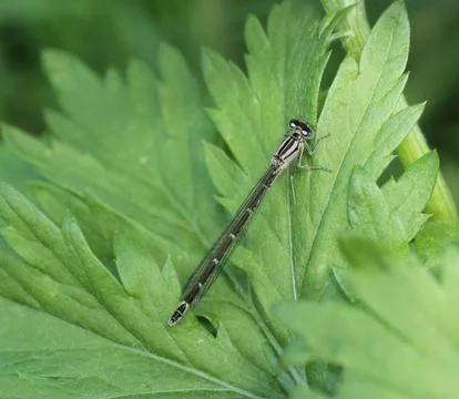 Damselfly. Foto stock