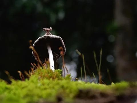 Damselfly Stock Photos