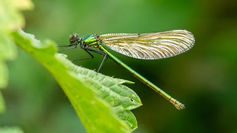 Damselfly Stock Photos