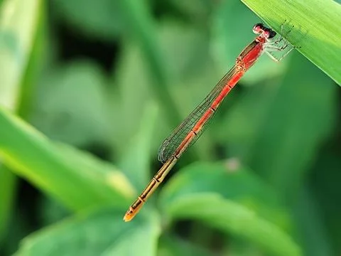 Damselfly Stock Photos