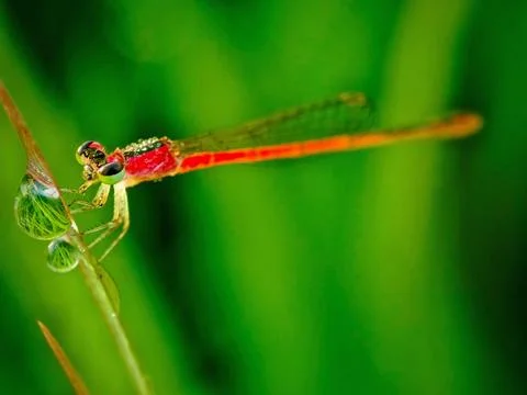 Damselfly Stock Photos