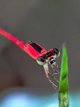 Damselfly Stock Photos