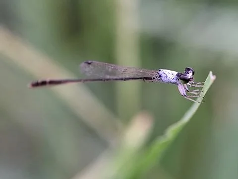 Damselfly Stock Photos