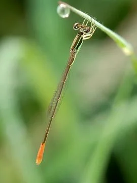 Damselfly Stock Photos