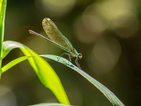 Damselfly Stock Photos
