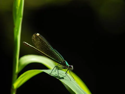 Damselfly Stock Photos