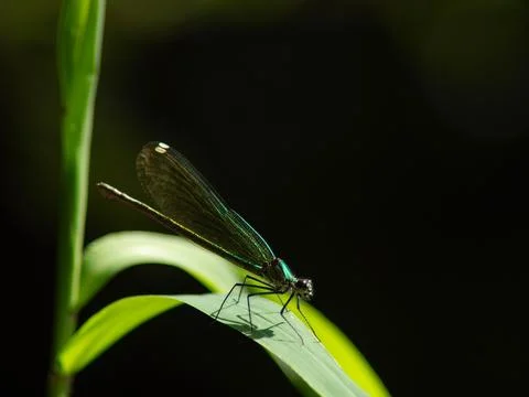 Damselfly Stock Photos