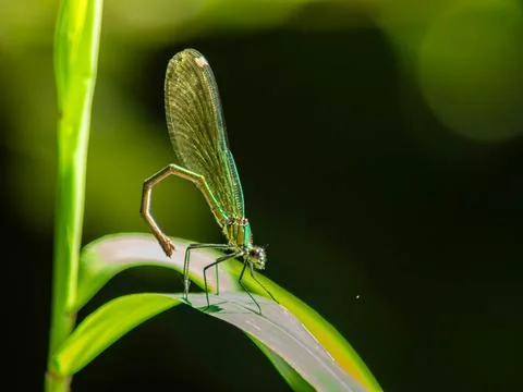 Damselfly Stock Photos