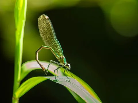 Damselfly Stock Photos