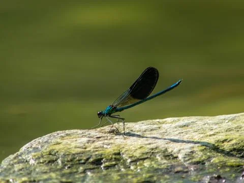 Damselfly Stock Photos