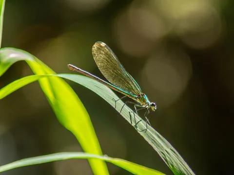 Damselfly Stock Photos