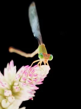 Damselfly Stock Photos