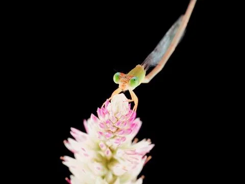Damselfly Stock Photos