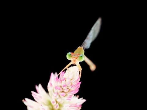 Damselfly Stock Photos