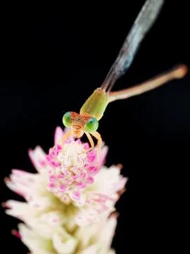 Damselfly Stock Photos