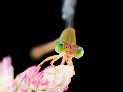 Damselfly Stock Photos