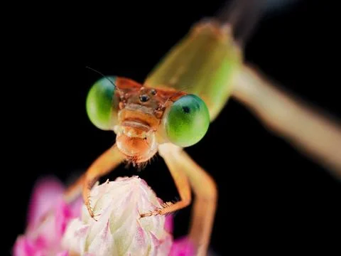Damselfly Stock Photos