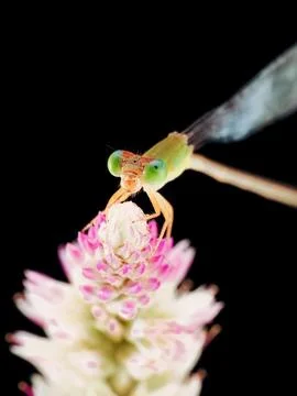 Damselfly Stock Photos