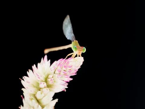 Damselfly Stock Photos