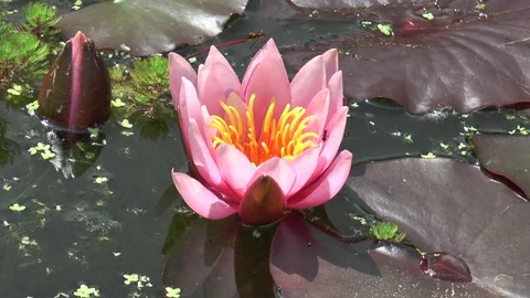 Damselfly on a pink water lilly Stock Footage 76001602