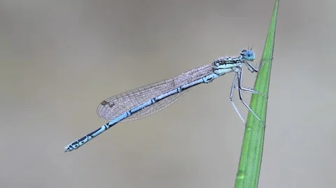 Damselfly in the pond Stock Footage 66429761