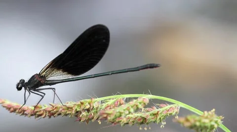 Damselfly in the pond Stock Footage 66429777