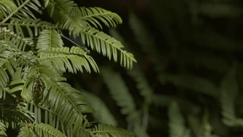 Damselfly resting and taking flight from a lush green plant. Stock Footage 195375269
