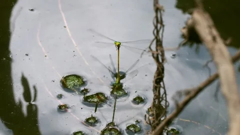 Damselfly resting on branch over river in forest Stock Footage 243809766