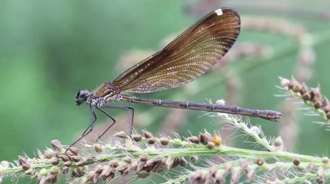 Damselfly resting on a flower in the pond Stock Footage 66429724