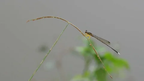 Damselfly resting on the grass shoot Stock Footage 83757144
