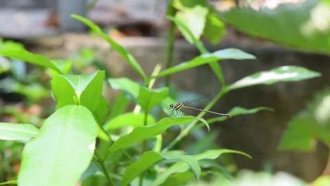 Damselfly resting on green leaf Stock Footage 90115566