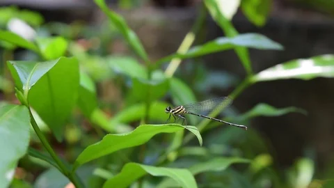Damselfly resting on green leaf Stock Footage 90115640