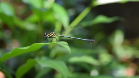 Damselfly resting on green leaf Stock Footage 90115963